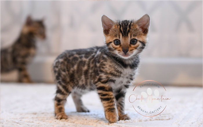 Bengal kitten for sale